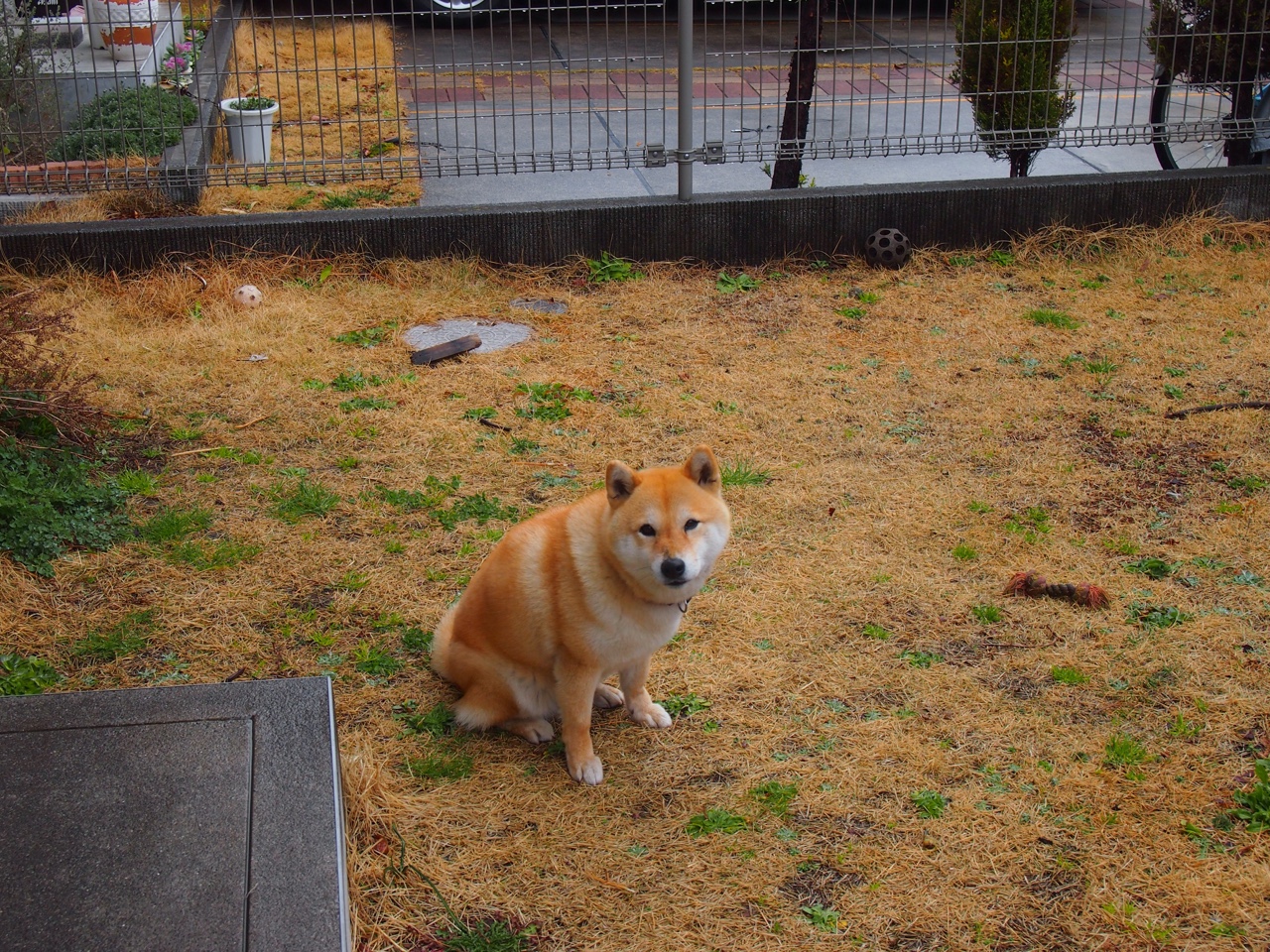 爱游戏下载-APEX英雄 青年联赛引爆关注，apex英雄 比赛