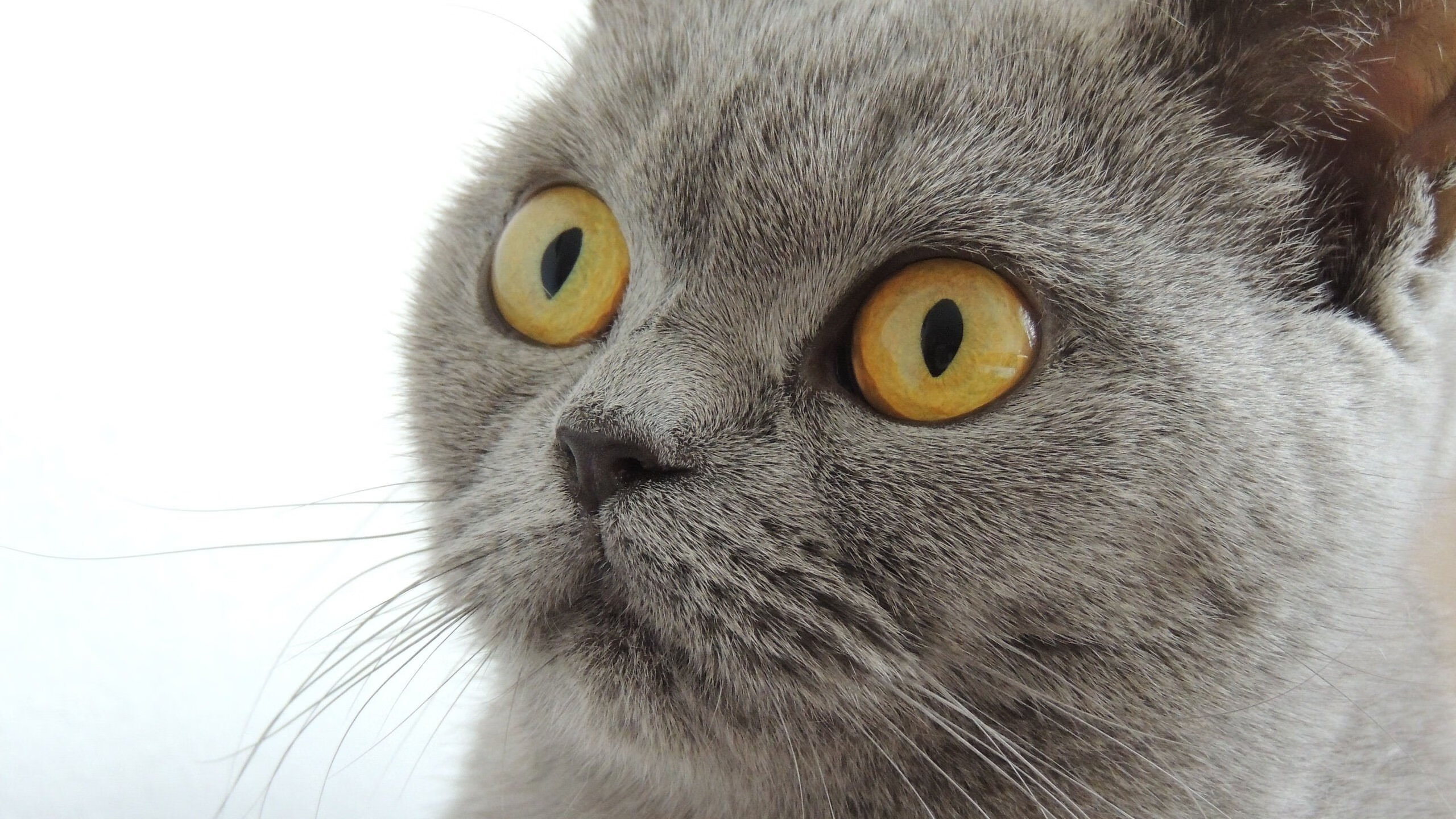 APEX英雄 青年联赛新星崭露头角,apex青训