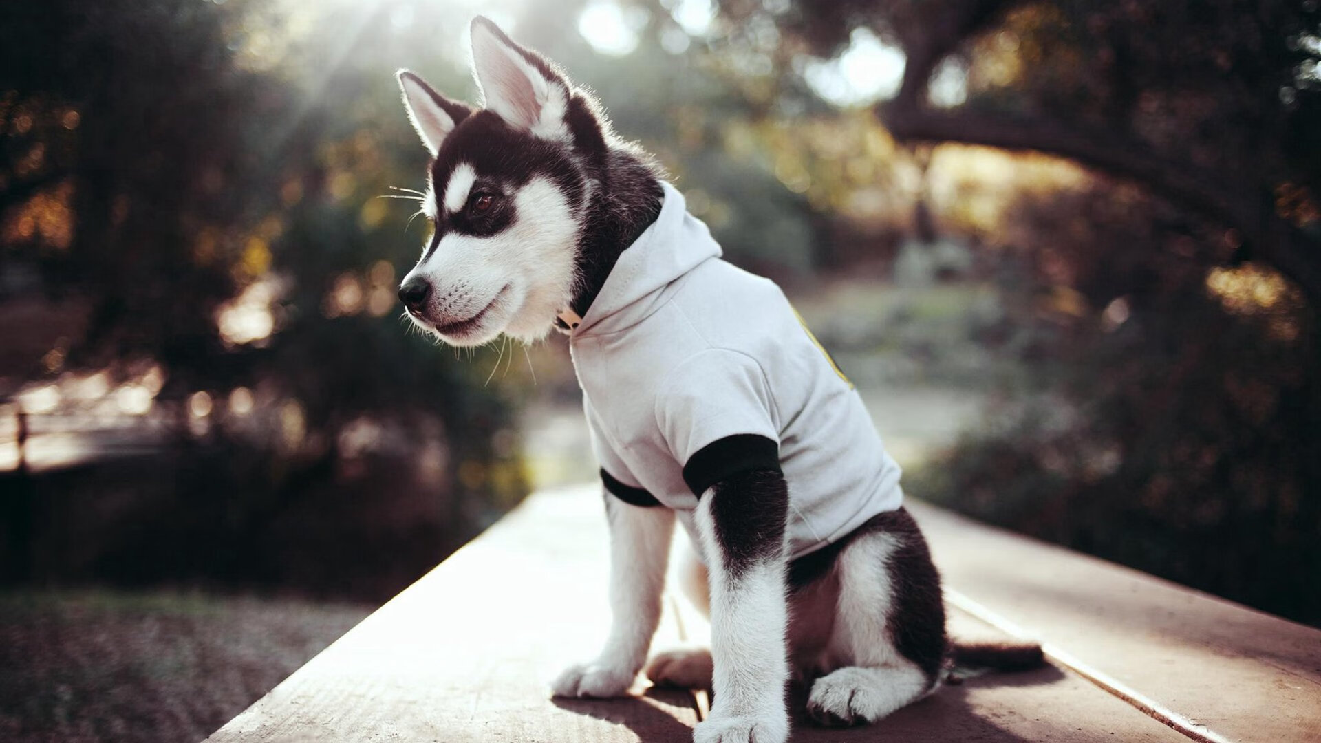 _都市雪地运动:白雪覆盖的激情盛宴_,雪地cs