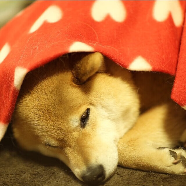 爱游戏中国官方网站平台-明日方舟“未来策略”线下对抗赛精彩纷呈，明日方舟线下挑战