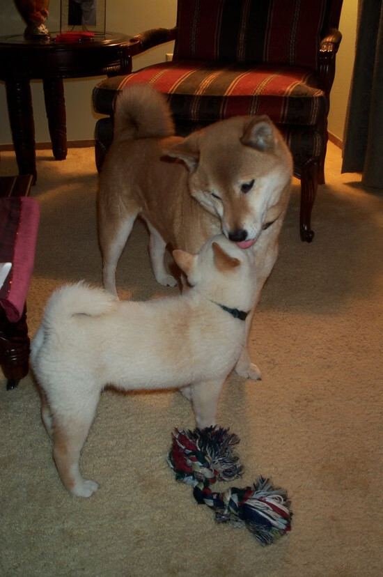 球场上的心灵鸡汤：激励与奋斗的故事集，球场鼓励的话