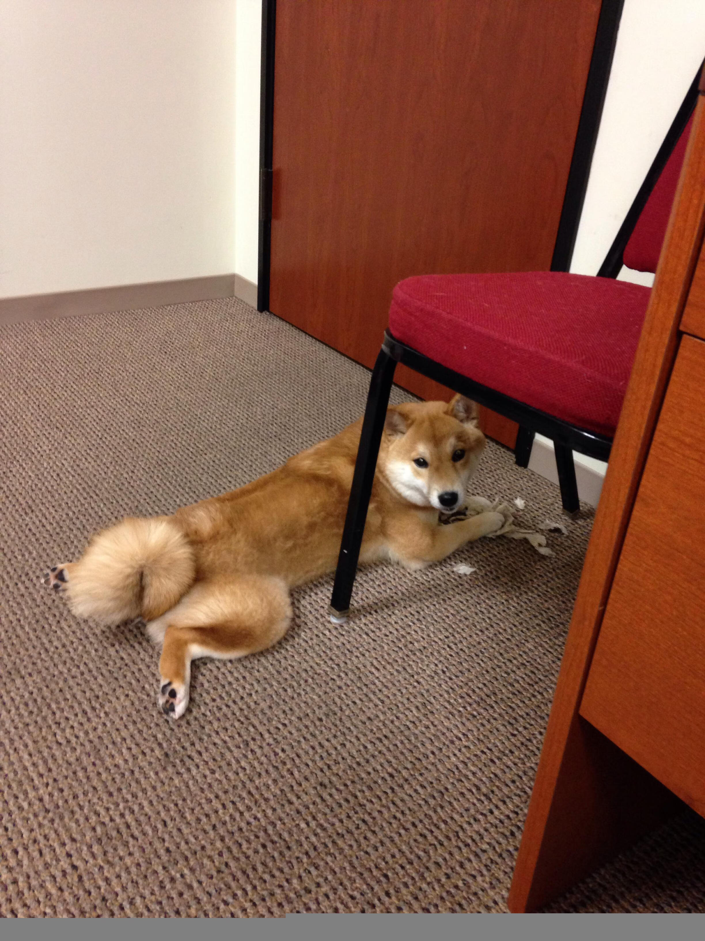 篮球训练营引进专业体能测试设备,体育篮球测试