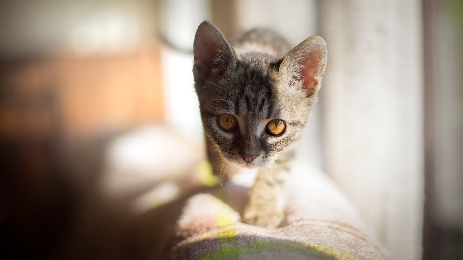 英超豪门展现领导力,争夺联赛冠军,英超土豪