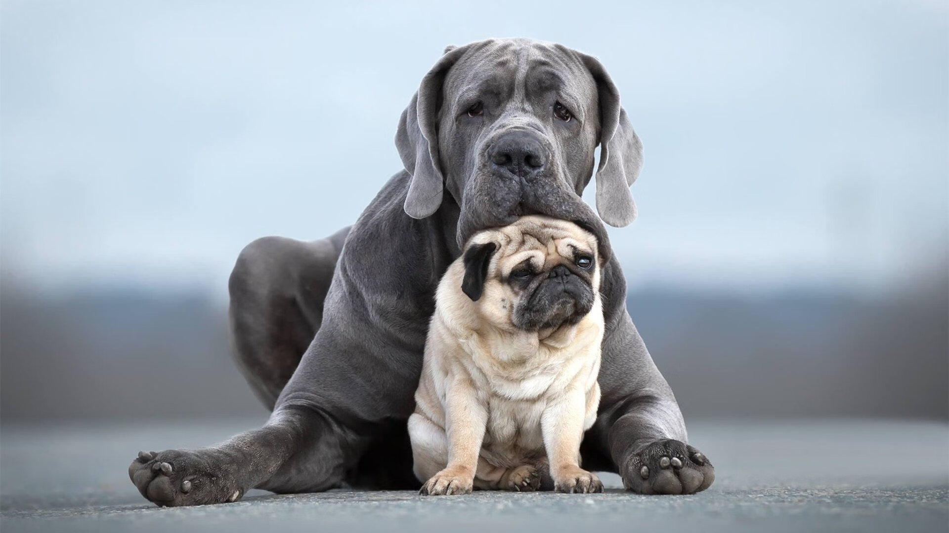 AYX GAMING-逆转奇迹，最后五分钟北京队成功扳平乃至反超！