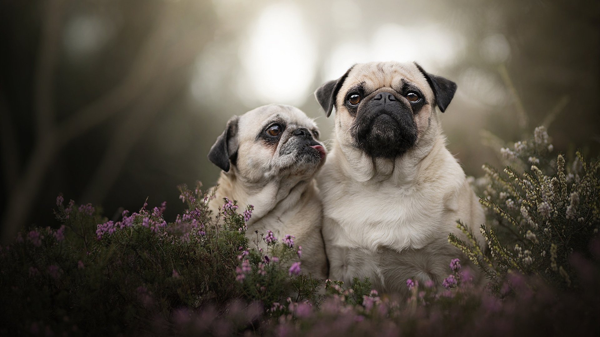 勇士击败快船库里三分准如雷,勇士打快船库里超远三分是哪一场