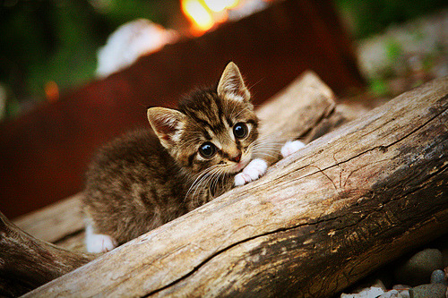 爱游戏登录入口-勇士击败快船，汤普森三分手感回暖，勇士选中汤普森