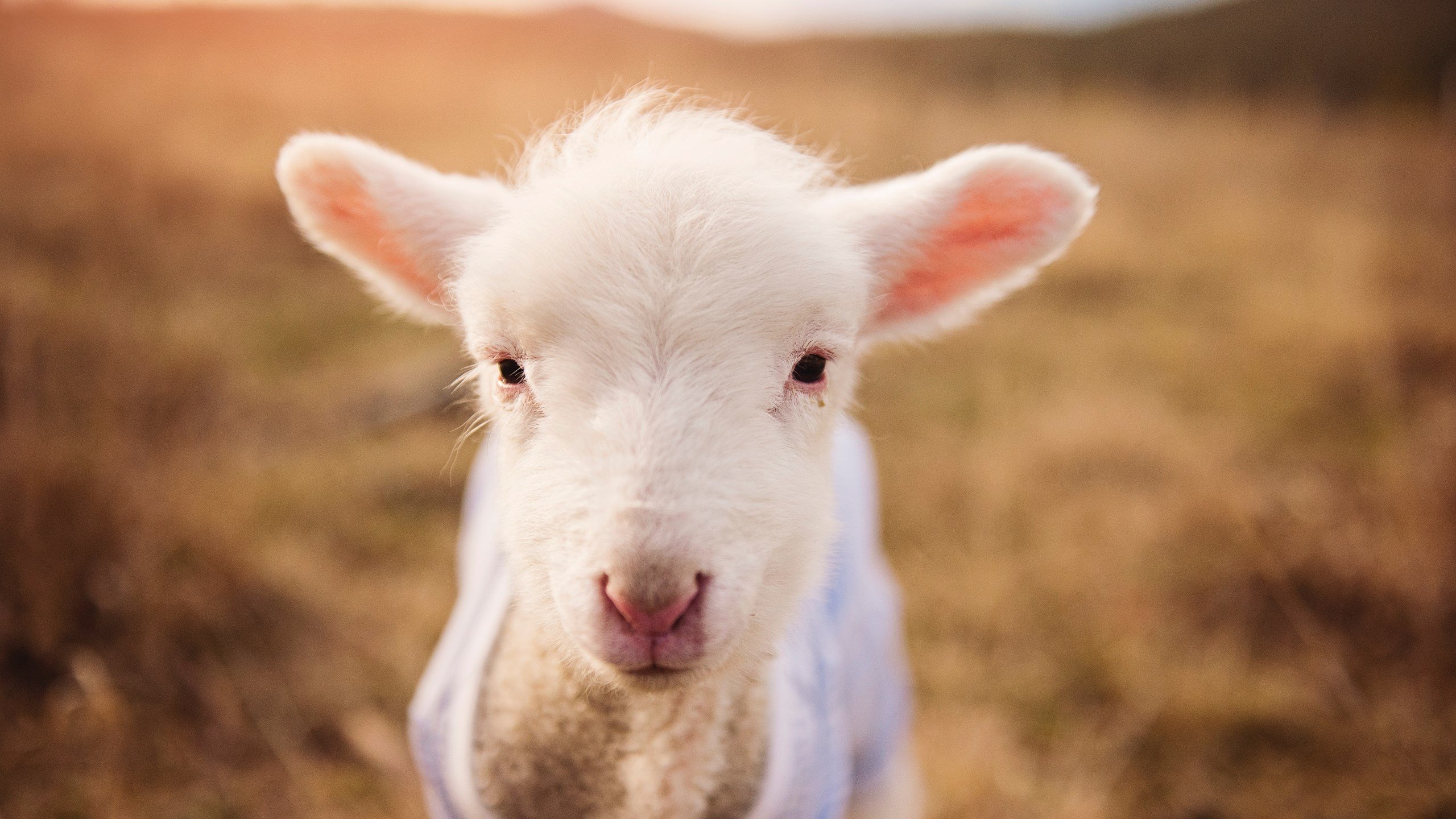 爱游戏app下载-多特蒙德主场3-1战胜霍芬海姆，豪取三连胜，多特蒙德对霍芬海姆历史比分