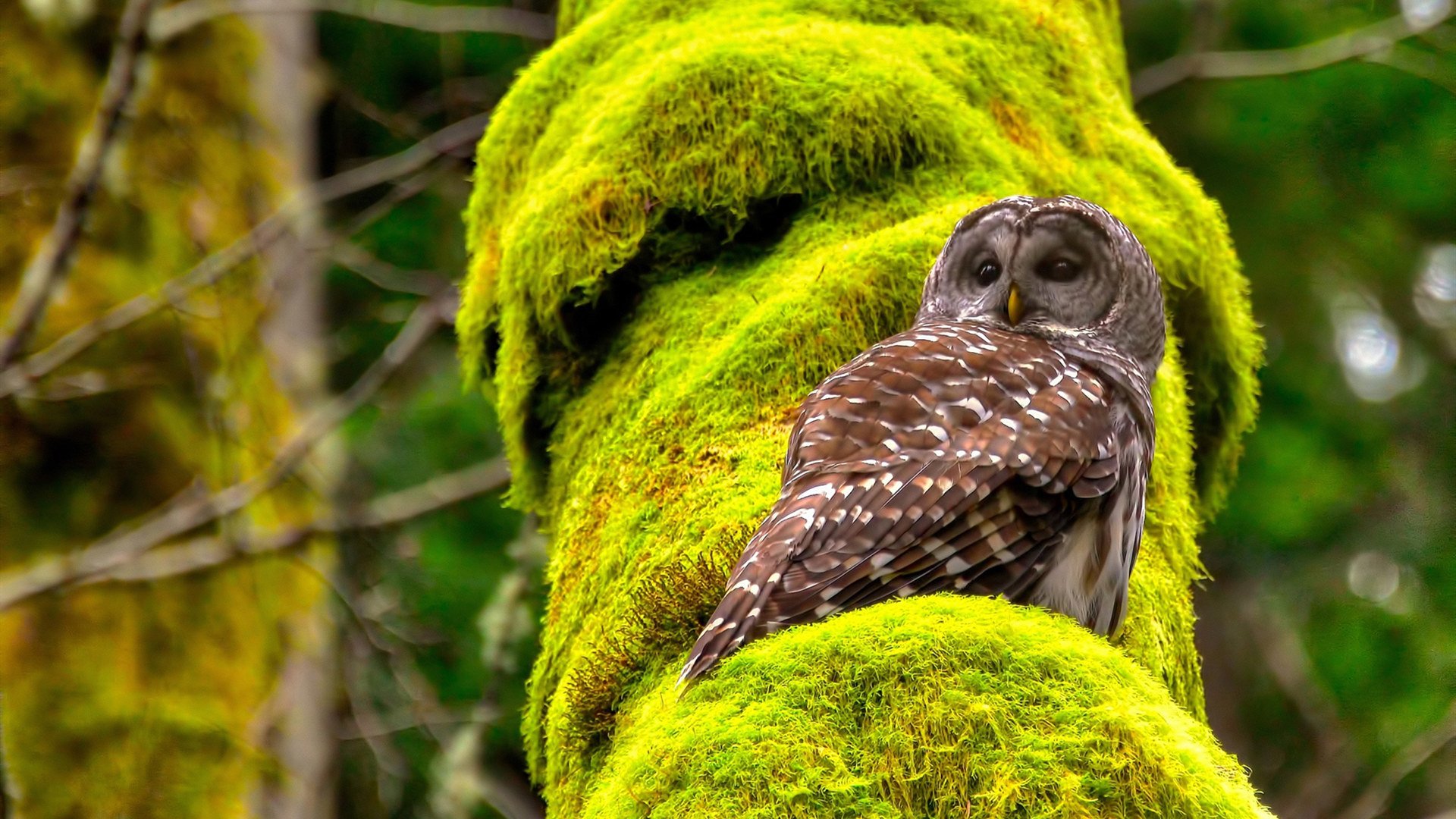尼克斯完封雷霆，系列赛焦点战中布伦森三分雨不断，妮克 布里斯科 espn