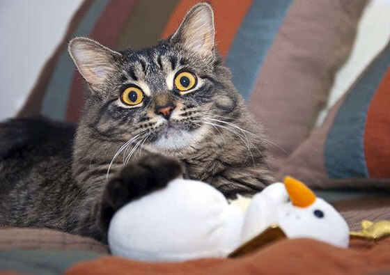 爱游戏体育app-欧洲杯预选赛次回合开启，球迷心情激动不已，欧洲杯预选赛赛制