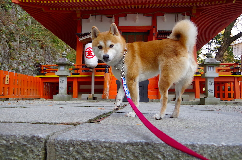 爱游戏在线娱乐官网-波切蒂诺重返南安普顿，能否带领球队重返胜利轨道？，波切蒂诺官宣