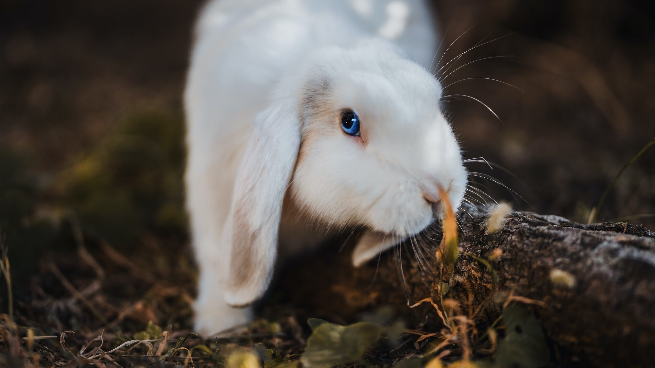 AYX SPORTS-科隆签下意外新星，德甲劲旅增兵，德甲科隆球衣