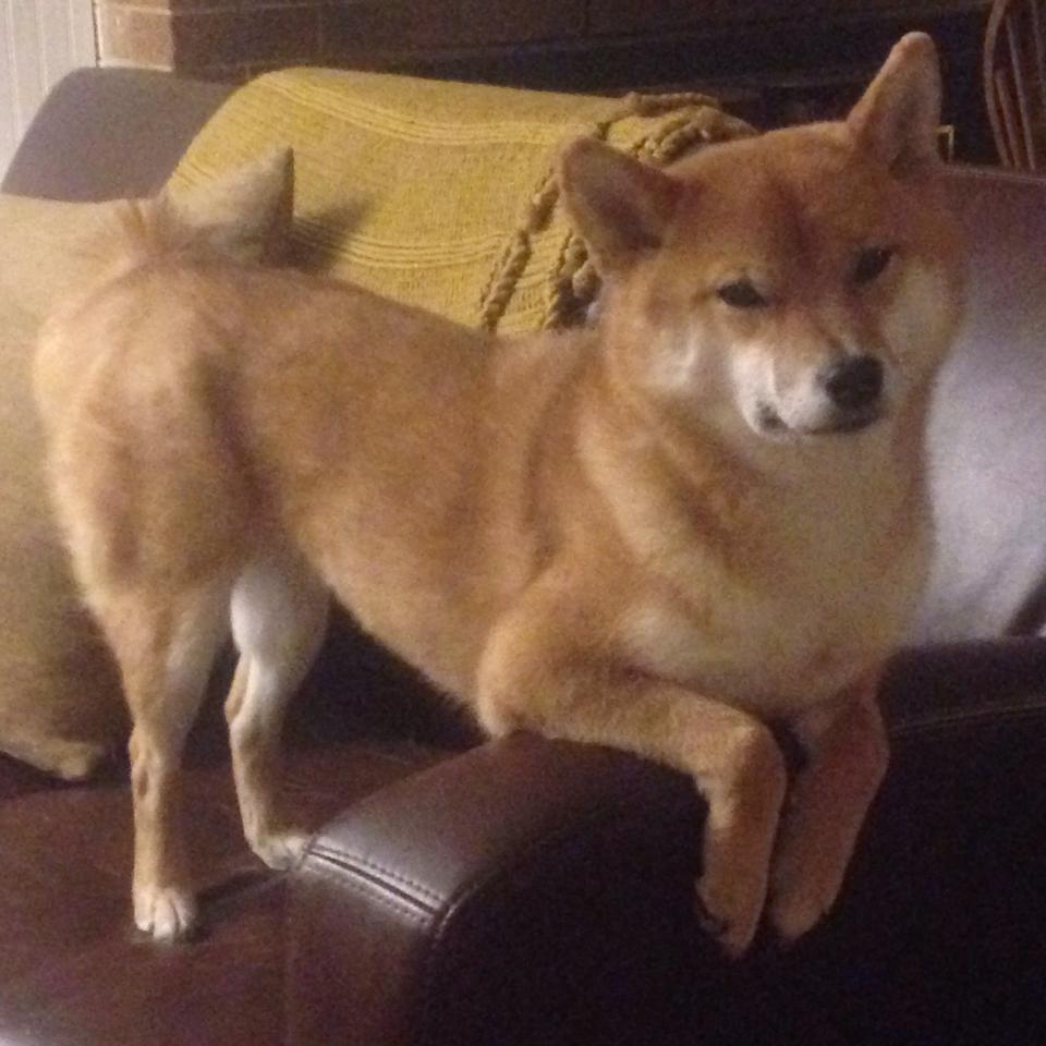 爱游戏app-奥预赛中国女足战胜 球迷纷纷点赞，中国女足奥预赛比赛视频