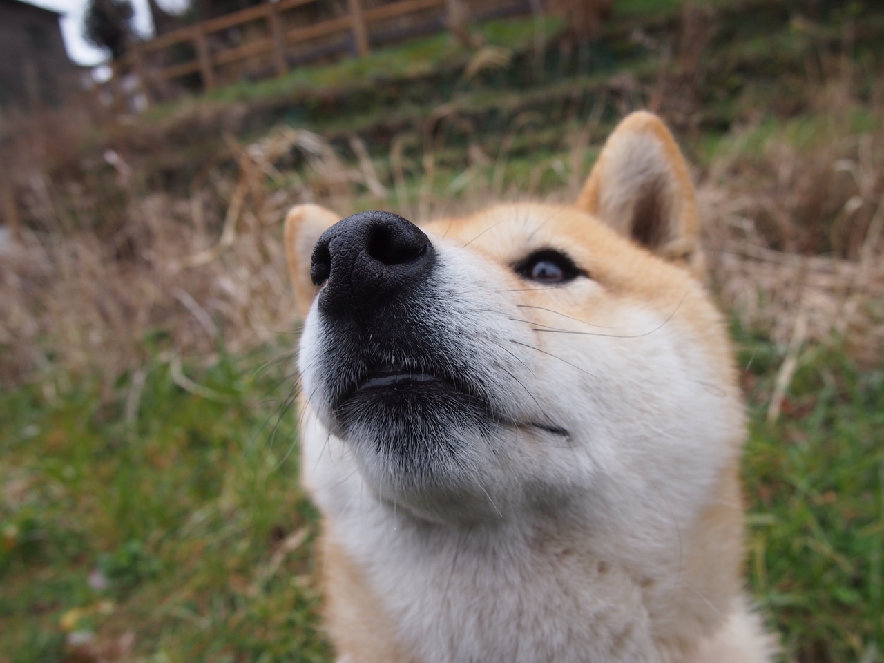 男子接力惜败仍显风采,男子接力比赛4×100决赛冠军