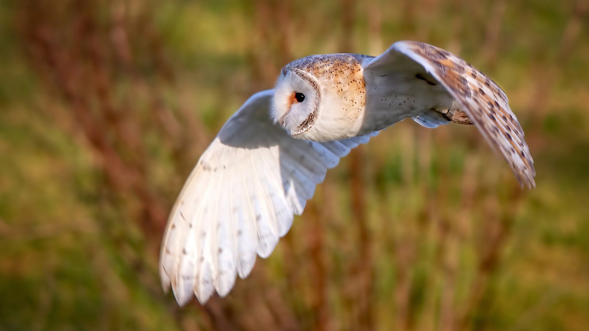 巴雷特:全黑队的比赛指挥官,带领球队走向胜利的核心人物,巴雷特实战视频