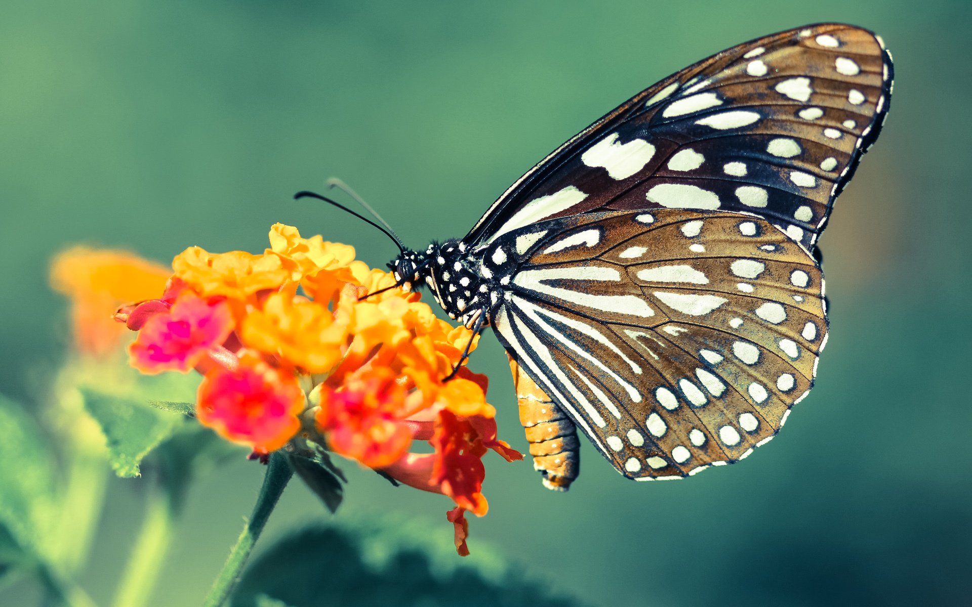 托里·哈斯克冲刺力十足赢得掌声,托里亚斯哈里斯