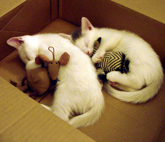 足球裁判培训课程标准化推动裁判队伍年轻化,足球裁判培训方案